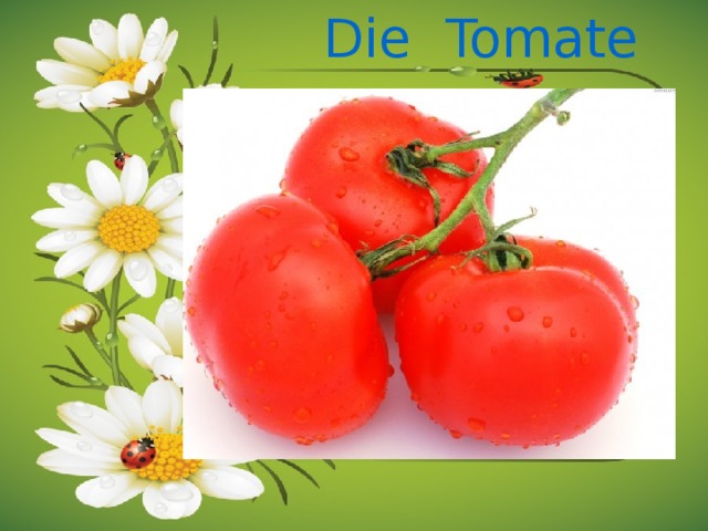 Die Tomate 