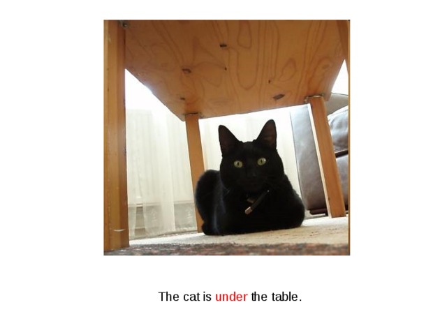 The cat is under the table. 