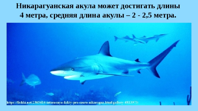 Никарагуанская акула может достигать длины  4 метра, средняя длина акулы – 2 - 2,5 метра.  