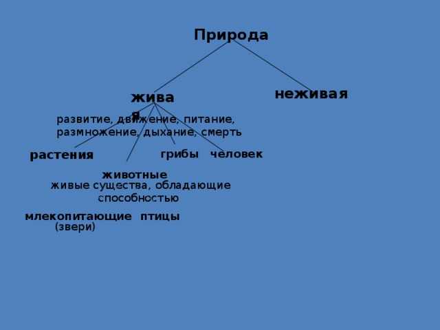 Животное живое существо презентация