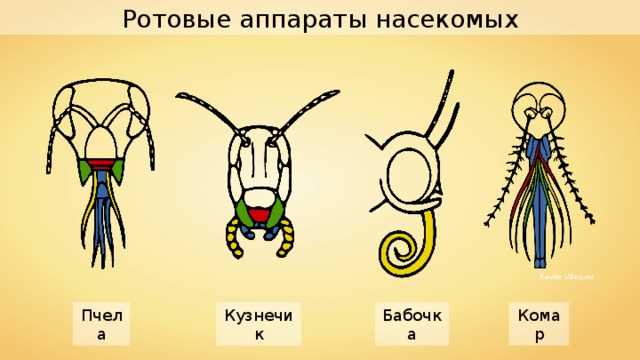 Ротовые аппараты насекомых Xavier Vázquez Пчела Кузнечик Бабочка Комар 