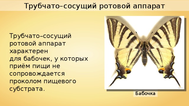 Трубчато–сосущий ротовой аппарат Трубчато–сосущий ротовой аппарат характерен для бабочек, у которых приём пищи не сопровождается проколом пищевого субстрата. Sarefo Бабочка  