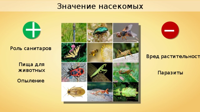 Значение насекомых – + Роль санитаров Вред растительности P.manchev Ryan Wood Пища для животных Паразиты Опыление 