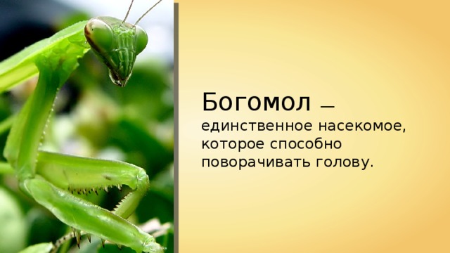 Богомол — единственное насекомое, которое способно поворачивать голову. Gothika 