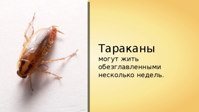 Тараканы   могут жить обезглавленными несколько недель. Sarefo 