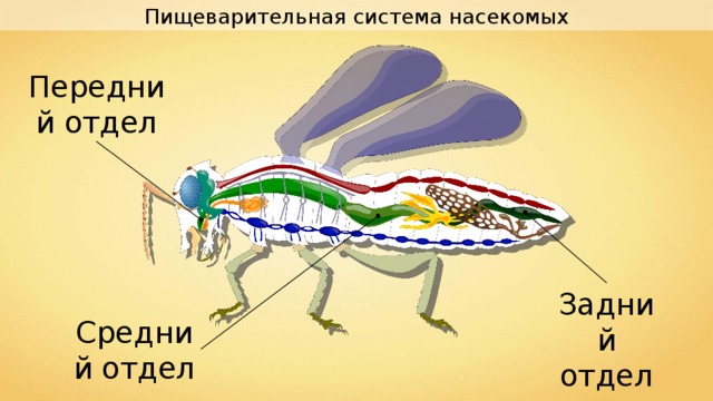 Пищеварительная система насекомых Передний отдел Задний отдел Средний отдел 