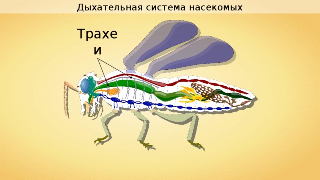 Дыхательная система насекомых Трахеи 