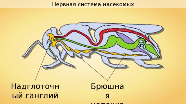 Нервная система насекомых Надглоточный ганглий Брюшная цепочка 
