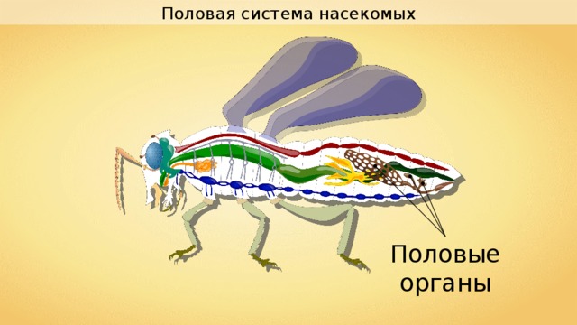 Половая система насекомых Половые органы 
