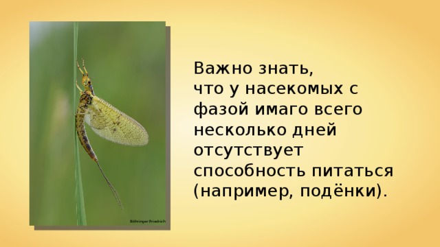 Важно знать, что у насекомых с фазой имаго всего несколько дней отсутствует способность питаться (например, подёнки).  Böhringer Friedrich 