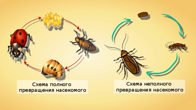 Схема неполного превращения насекомого Схема полного превращения насекомого 