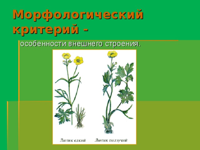 Критерии растений. Описать растение по критериям вида. Ромашка морфологический критерий вида. Критерий вида, характеризующий особенности внешнего строения. Морфологический критерий ромашки сравнительная.