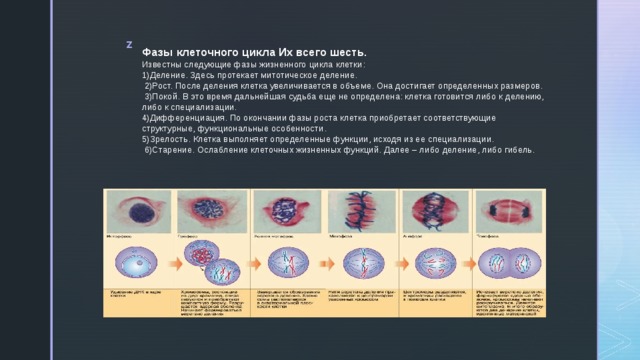 Процесс увеличения клетки