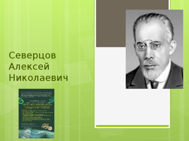 Северцов Алексей Николаевич 