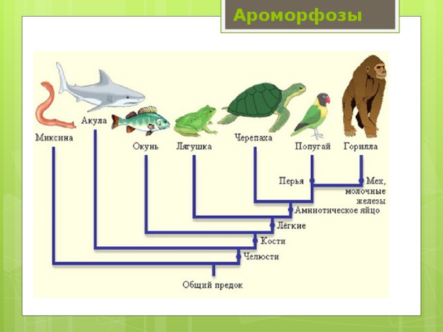Ароморфозы 