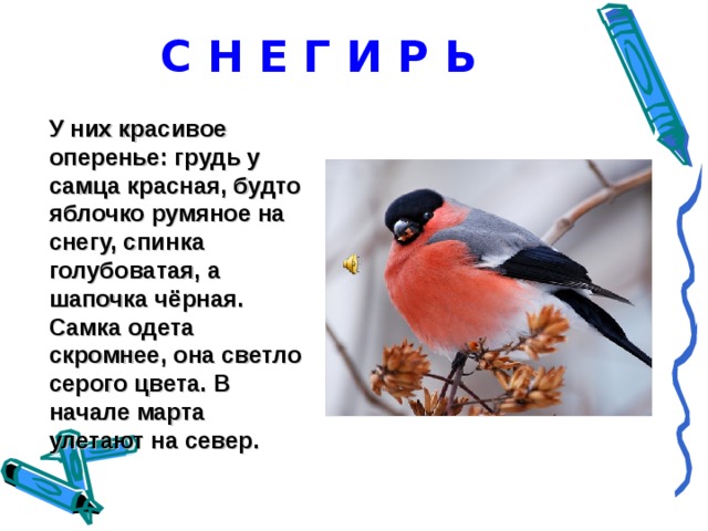 Черен будто. Грудка у снегиря словно. На голове у снегиря будто черная шапочка а грудка словно. На головке у снегиря черная шапочка а грудка словно. Какого цвета голова у снегиря.