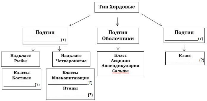 Схема классификации типа хордовых