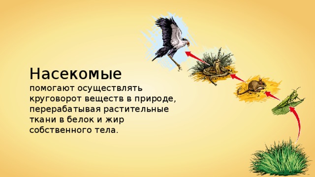 Схема круговорота веществ в природе в котором участвует некрупная птица