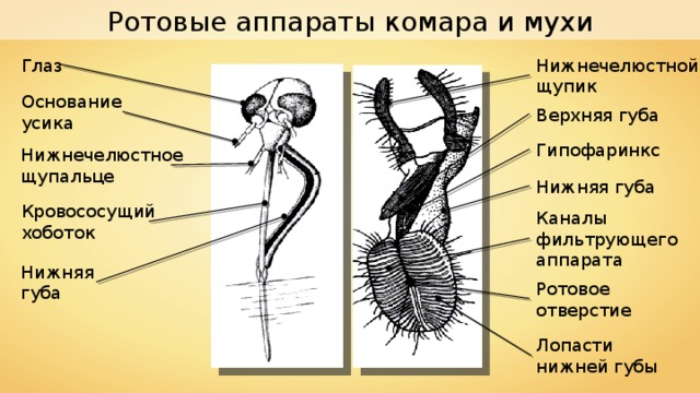 Приора нижняя губа