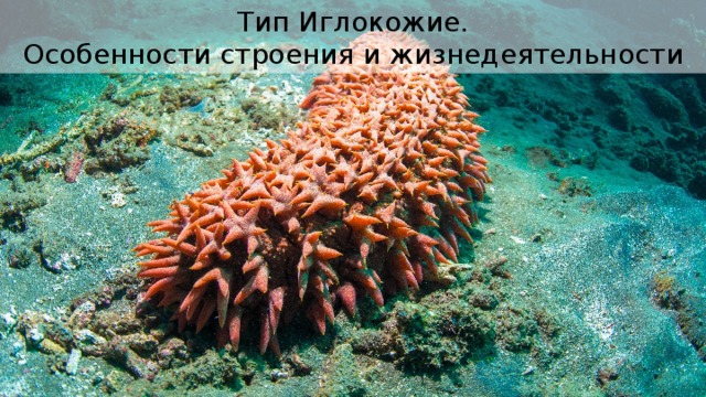 Тип Иглокожие. Особенности строения и жизнедеятельности 