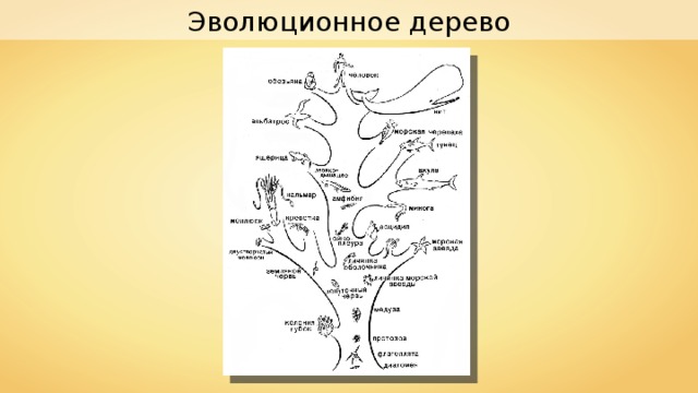Эволюционное дерево 