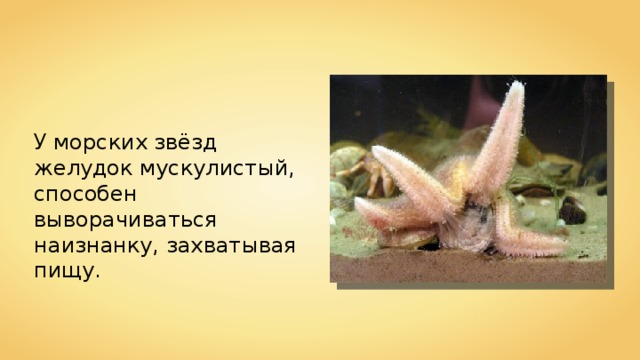 У морских звёзд желудок мускулистый, способен выворачиваться наизнанку, захватывая пищу. 