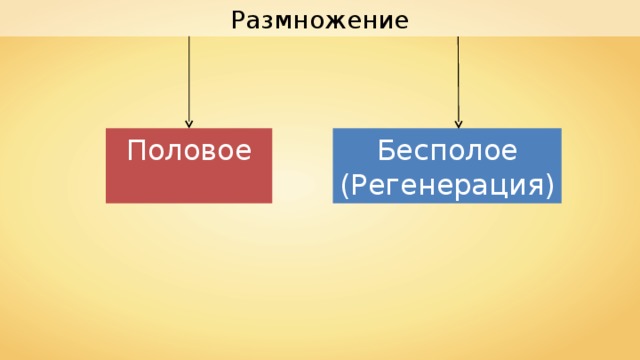 Размножение Половое Бесполое (Регенерация) 