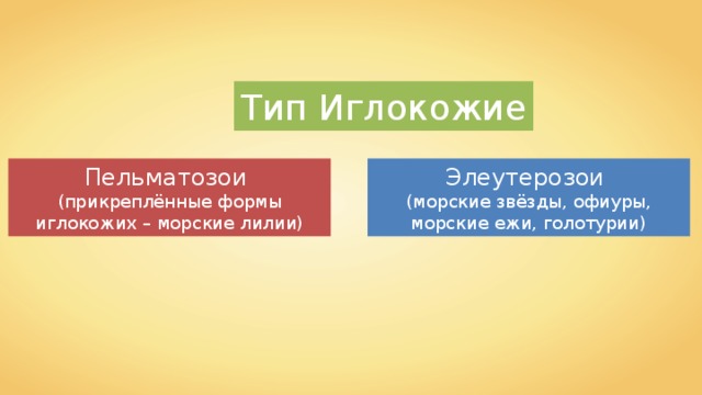 Тип Иглокожие Пельматозои (прикреплённые формы иглокожих – морские лилии) Элеутерозои (морские звёзды, офиуры, морские ежи, голотурии) 