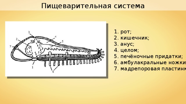 Пищеварительная система 1. рот; 2. кишечник; 3. анус; 4. целом; 5. печёночные придатки; 6. амбулакральные ножки; 7. мадрепоровая пластинка. 