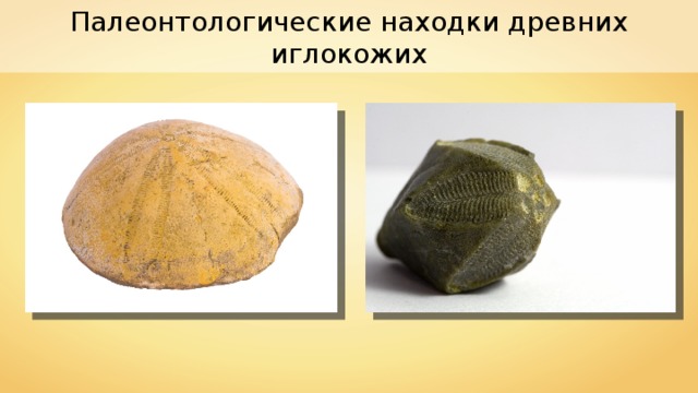 Палеонтологические находки древних иглокожих 