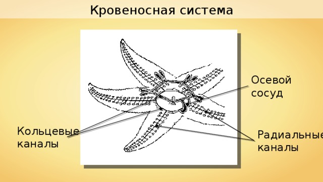 Кровеносная система Осевой сосуд Кольцевые каналы Радиальные каналы 