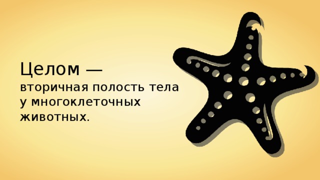 Целом — вторичная полость тела у многоклеточных животных. 