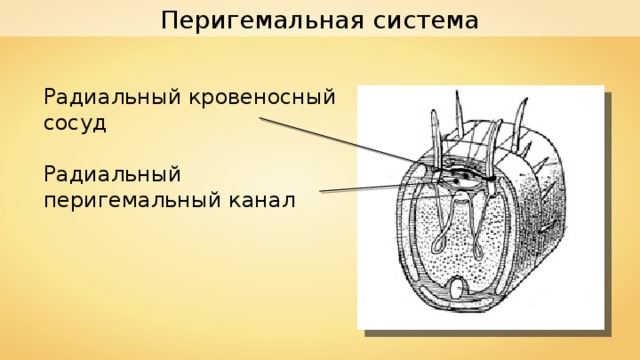 Перигемальная система Радиальный кровеносный сосуд Радиальный перигемальный канал 