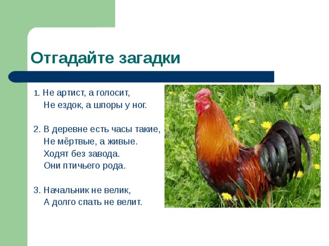 Загадка не имея. Не ездок а со шпорами загадка. Имеет шпоры а верхом не ездит отгадка. Ответ на загадку имеет шпоры а верхом не ездит. Не ездок а со шпорами не будильник а всех будет.