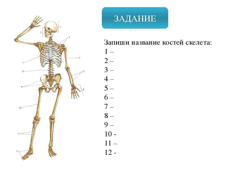 Скелет 8 класс биология презентация