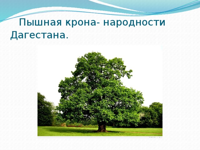  Пышная крона- народности Дагестана. 
