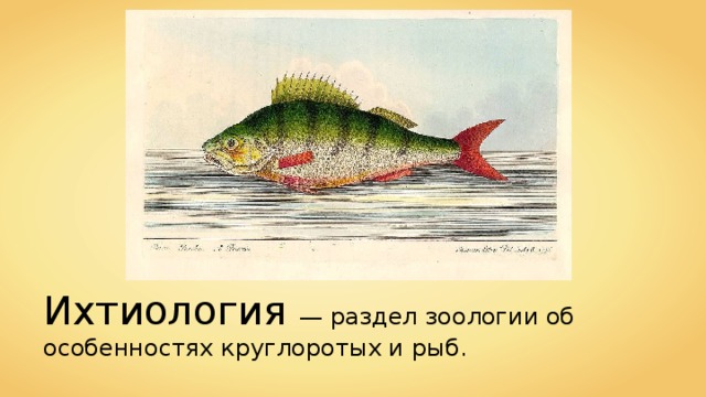 Ихтиология — раздел зоологии об особенностях круглоротых и рыб . 