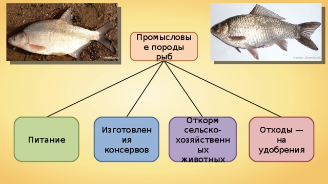 Промысловые породы рыб Viridiflavus George Chernilevsky Изготовления консервов Откорм сельско-хозяйственных животных Отходы — на удобрения Питание 