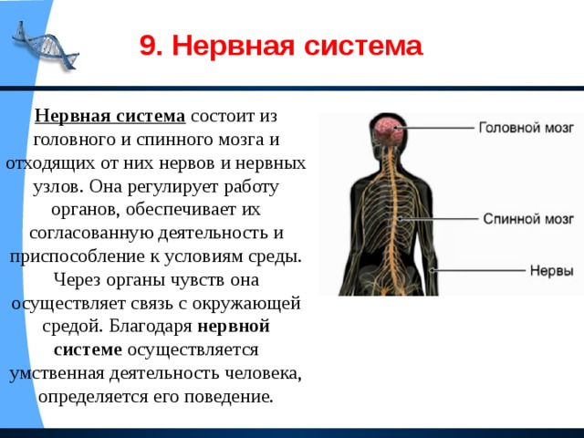 Значение нервной системы