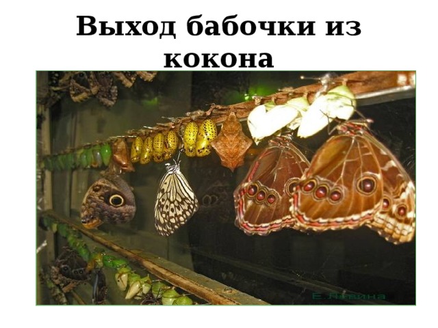 Выход бабочки из кокона 