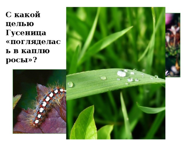 С какой целью Гусеница «погляделась в каплю росы»? 
