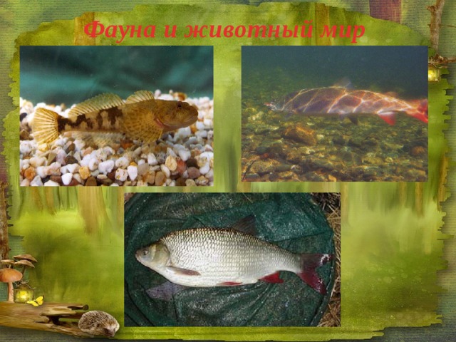 Фауна и животный мир 