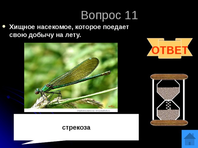 Вопрос 11 Хищное насекомое, которое поедает свою добычу на лету. ОТВЕТ  стрекоза 