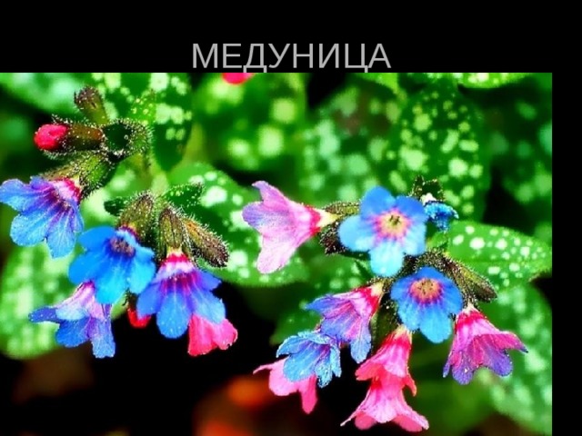 МЕДУНИЦА 