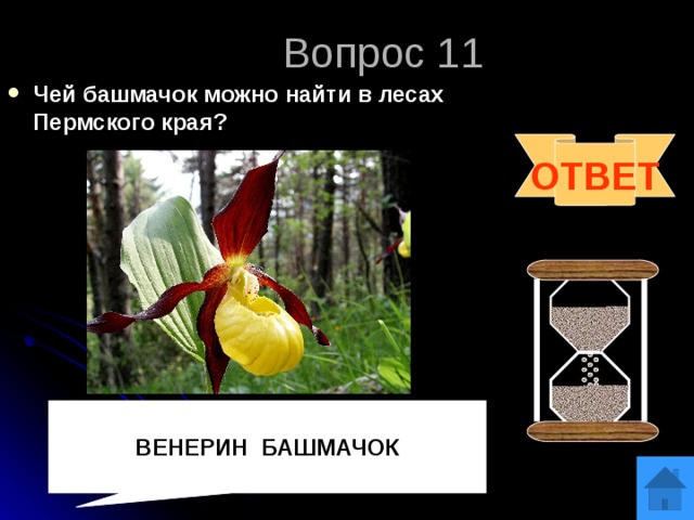 Вопрос 11 Чей башмачок можно найти в лесах Пермского края? ОТВЕТ  ВЕНЕРИН БАШМАЧОК 