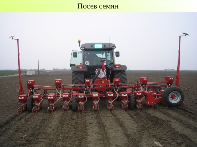Посев семян