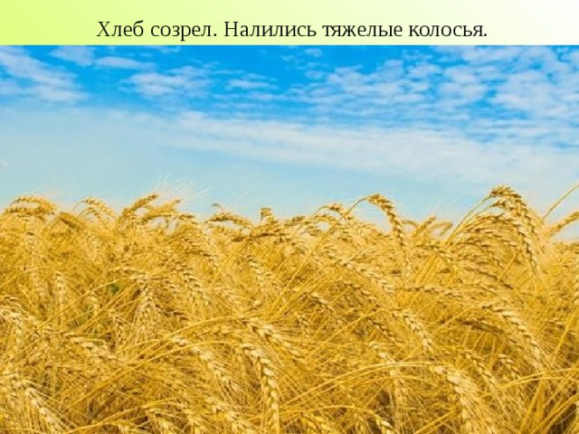 Хлеб созрел. Налились тяжелые колосья.