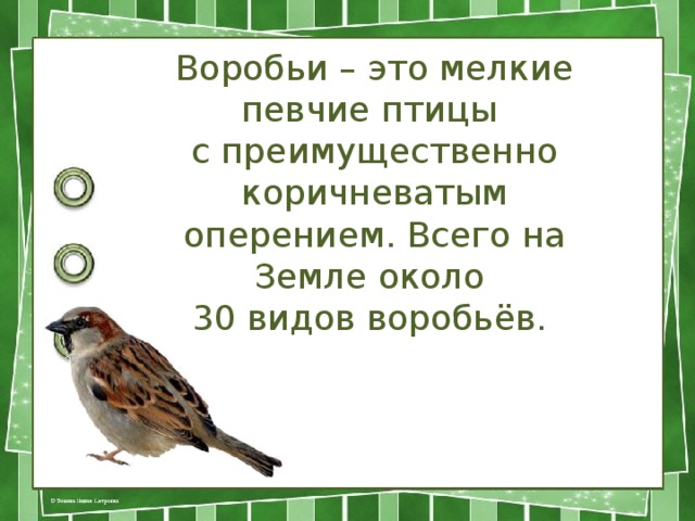 Воробьи – это мелкие певчие птицы с преимущественно коричневатым оперением. Всего на Земле около 30 видов воробьёв.