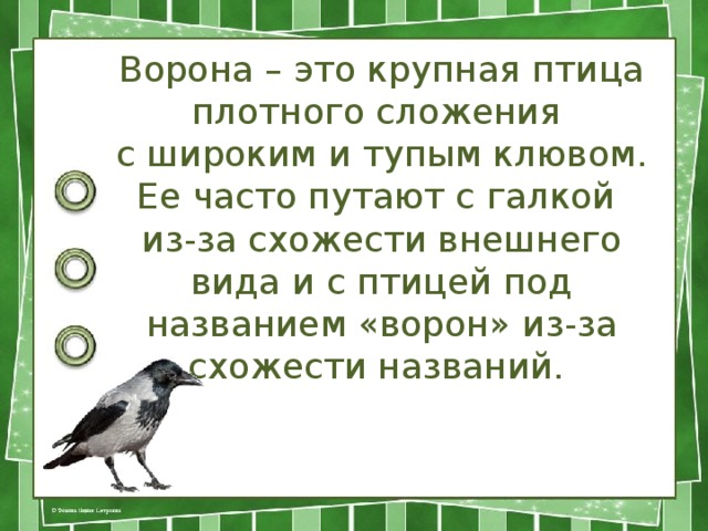 Ворона – это крупная птица плотного сложения с широким и тупым клювом. Ее часто путают с галкой из-за схожести внешнего вида и с птицей под названием «ворон» из-за схожести названий.