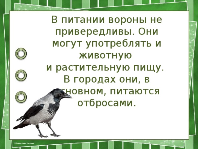 В питании вороны не привередливы. Они могут употреблять и животную и растительную пищу. В городах они, в основном, питаются отбросами.